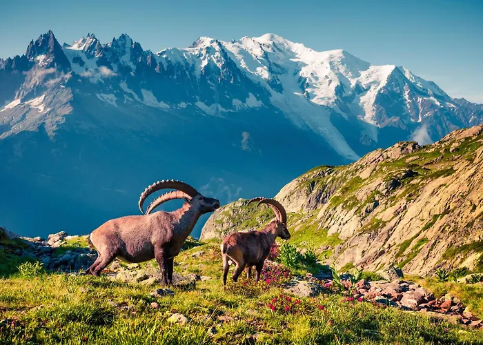 Résidence Améthystes E1 In Out - Happy Chamonix Mont Blanc